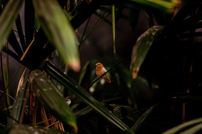 Borneo Jungle