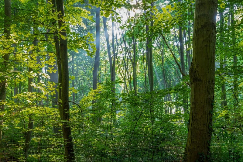 Lush Forest
