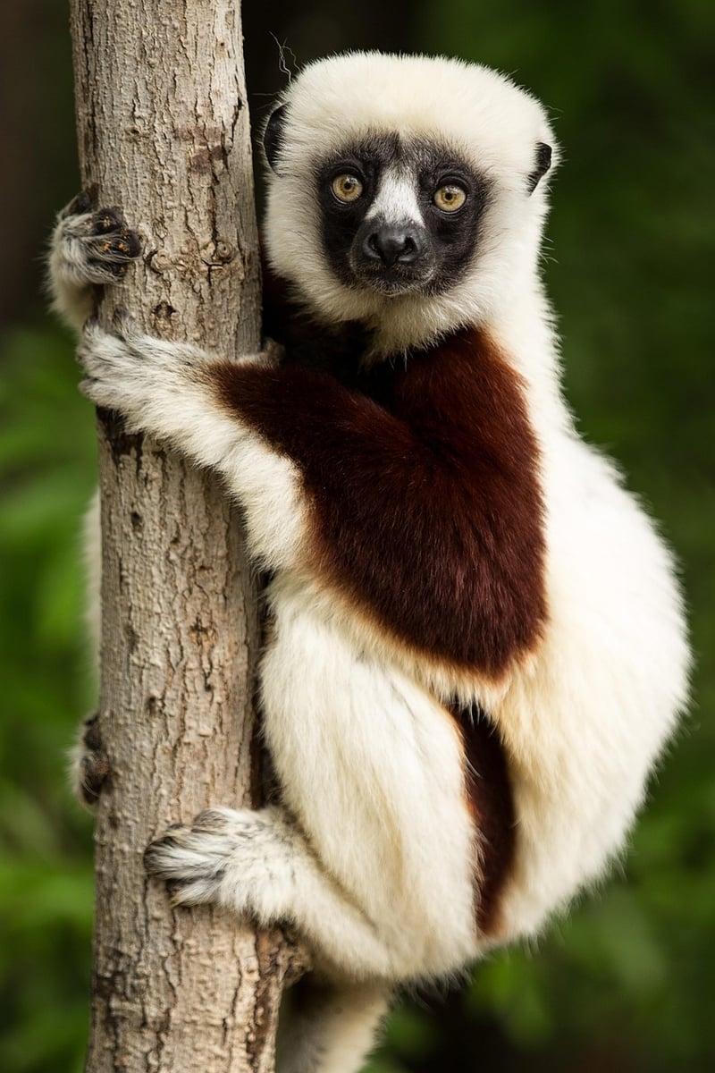 Madagascar Landscape